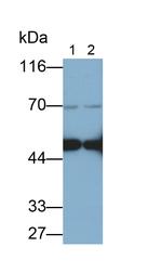 IDH1 Antibody in Western Blot (WB)