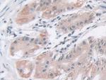 IDH2 Antibody in Immunohistochemistry (Paraffin) (IHC (P))