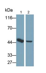 IDH2 Antibody in Western Blot (WB)