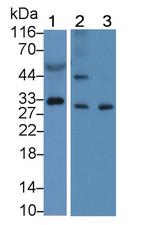KLK11 Antibody in Western Blot (WB)