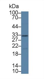 Kallikrein 14 Antibody in Western Blot (WB)