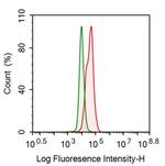 KPNA2 Antibody in Flow Cytometry (Flow)