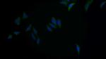 KPNA2 Antibody in Immunocytochemistry (ICC/IF)