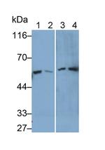 KPNA2 Antibody in Western Blot (WB)