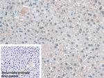 KATNA1 Antibody in Immunohistochemistry (Paraffin) (IHC (P))