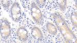 KAZALD1 Antibody in Immunohistochemistry (Paraffin) (IHC (P))