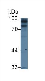 KELL Antibody in Western Blot (WB)