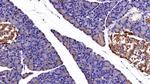 Cytokeratin 3 Antibody in Immunohistochemistry (Paraffin) (IHC (P))