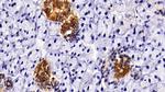 Cytokeratin 3 Antibody in Immunohistochemistry (Paraffin) (IHC (P))