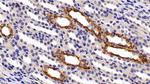 Cytokeratin 3 Antibody in Immunohistochemistry (Paraffin) (IHC (P))
