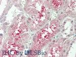 KLB Antibody in Immunohistochemistry (Paraffin) (IHC (P))