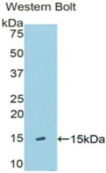 KLB Antibody in Western Blot (WB)
