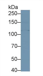 KLB Antibody in Western Blot (WB)