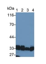 LDHB Antibody in Western Blot (WB)
