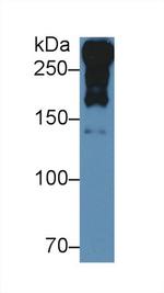 Laminin alpha-1 Polyclonal Antibody