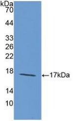 Laminin alpha-1 Antibody in Western Blot (WB)