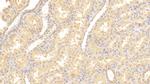 VIP36 Polyclonal Antibody