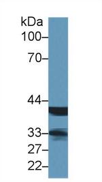 VIP36 Antibody in Western Blot (WB)