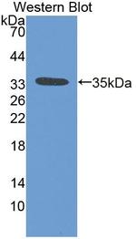 VIP36 Antibody in Western Blot (WB)