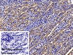 LEPR Antibody in Immunohistochemistry (Paraffin) (IHC (P))