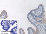 LEPR Antibody in Immunohistochemistry (Paraffin) (IHC (P))