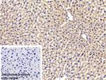 LEPR Antibody in Immunohistochemistry (Paraffin) (IHC (P))