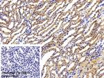 LEPR Antibody in Immunohistochemistry (Paraffin) (IHC (P))