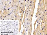 LEPR Antibody in Immunohistochemistry (Paraffin) (IHC (P))