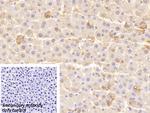 LEPR Antibody in Immunohistochemistry (Paraffin) (IHC (P))