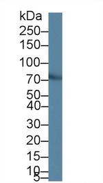 PIDD Antibody in Western Blot (WB)