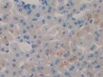 SERPINB1 Antibody in Immunohistochemistry (Paraffin) (IHC (P))