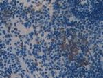 SERPINB1 Antibody in Immunohistochemistry (Paraffin) (IHC (P))