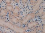 SERPINB1 Antibody in Immunohistochemistry (Paraffin) (IHC (P))
