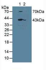 SERPINB1 Antibody in Western Blot (WB)