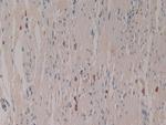 LEAP2 Antibody in Immunohistochemistry (Paraffin) (IHC (P))