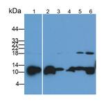 LEAP2 Antibody in Western Blot (WB)