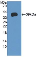 LEAP2 Antibody in Western Blot (WB)