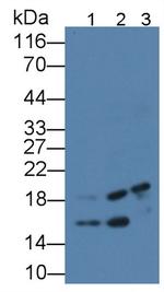 TDH Antibody in Western Blot (WB)