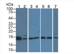 TDH Antibody in Western Blot (WB)