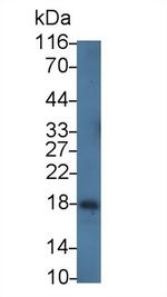 Lysozyme Antibody in Western Blot (WB)