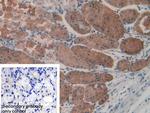 KARS Antibody in Immunohistochemistry (Paraffin) (IHC (P))