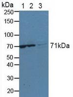 KARS Antibody in Western Blot (WB)