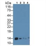 MIF Antibody in Western Blot (WB)
