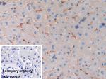 HLA-C Antibody in Immunohistochemistry (Paraffin) (IHC (P))