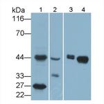 HLA-C Antibody in Western Blot (WB)