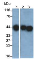 HLA-C Antibody in Western Blot (WB)