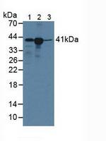 HLA-C Antibody in Western Blot (WB)