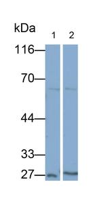MASP1 Antibody in Western Blot (WB)