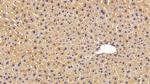 MASP1 Antibody in Immunohistochemistry (Paraffin) (IHC (P))