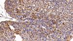 MASP1 Antibody in Immunohistochemistry (Paraffin) (IHC (P))